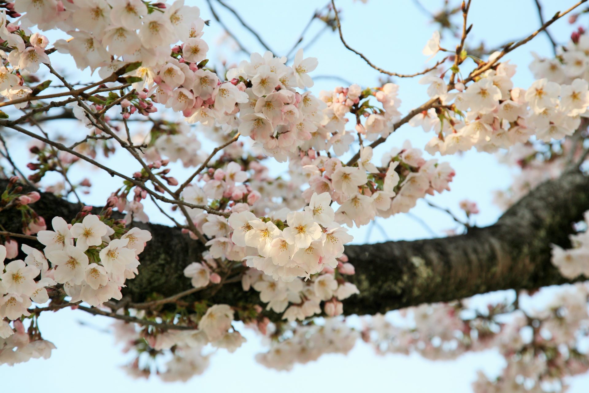 IMG_8588 (2)JAPAN Kyoto