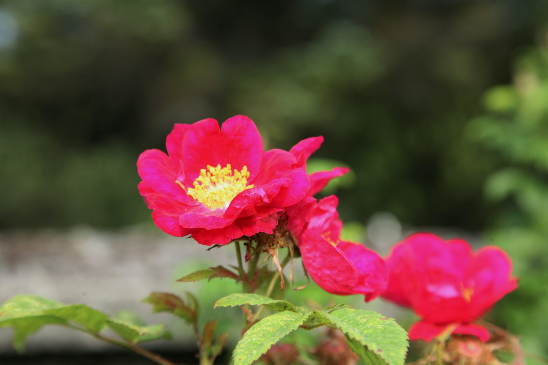 IMG_5173-2アイスランド