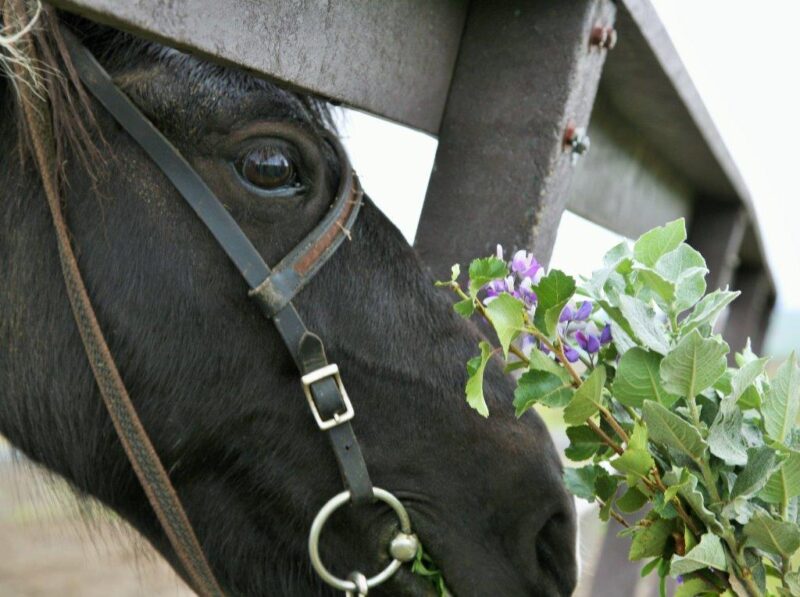 IMG_5231-3アイスランド